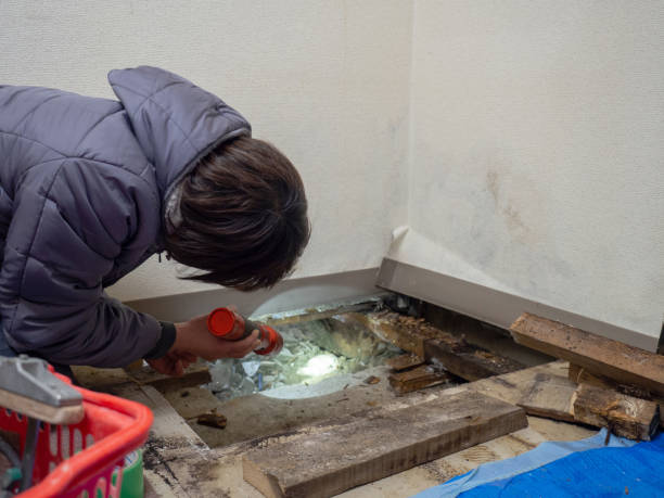 Best Mold Damage Restoration  in Alsip, IL