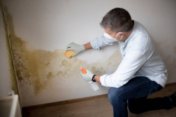 Best Mold Remediation for Vacation Homes  in Alsip, IL