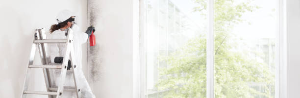 Best Commercial Mold Inspection  in Alsip, IL